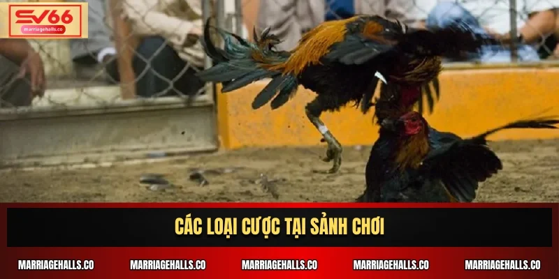 Các loại cược tại sảnh chơi