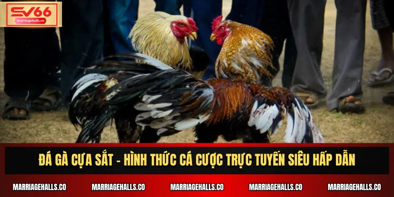 Đá Gà Cựa Sắt