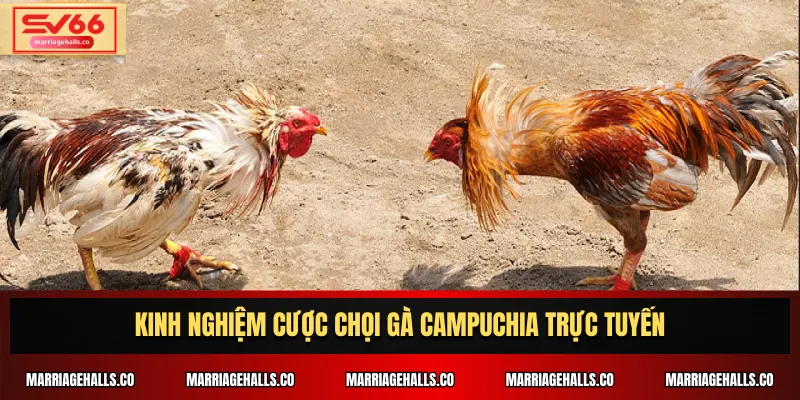 Kinh nghiệm cược chọi gà Campuchia trực tuyến