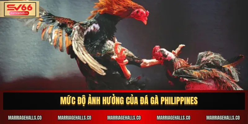 Mức độ ảnh hưởng của Đá Gà Philippines
