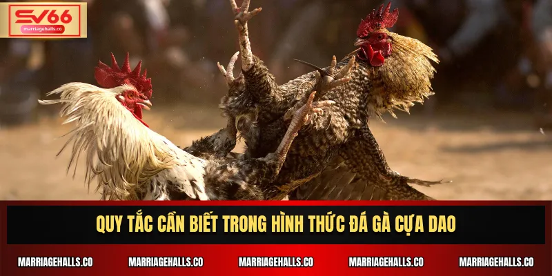 Quy tắc cần biết trong hình thức Đá Gà Cựa Dao